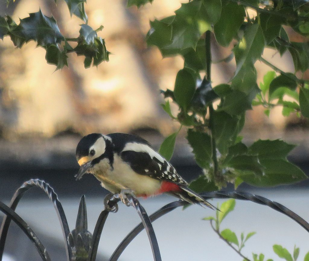  Female Great spotted Woodpecker 